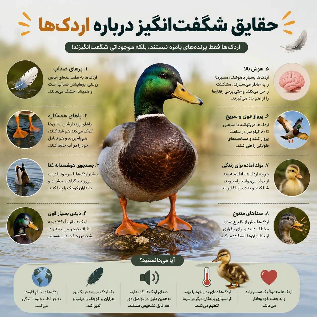 حقایق شگفت‌انگیز و جالب درباره اردک‌ها