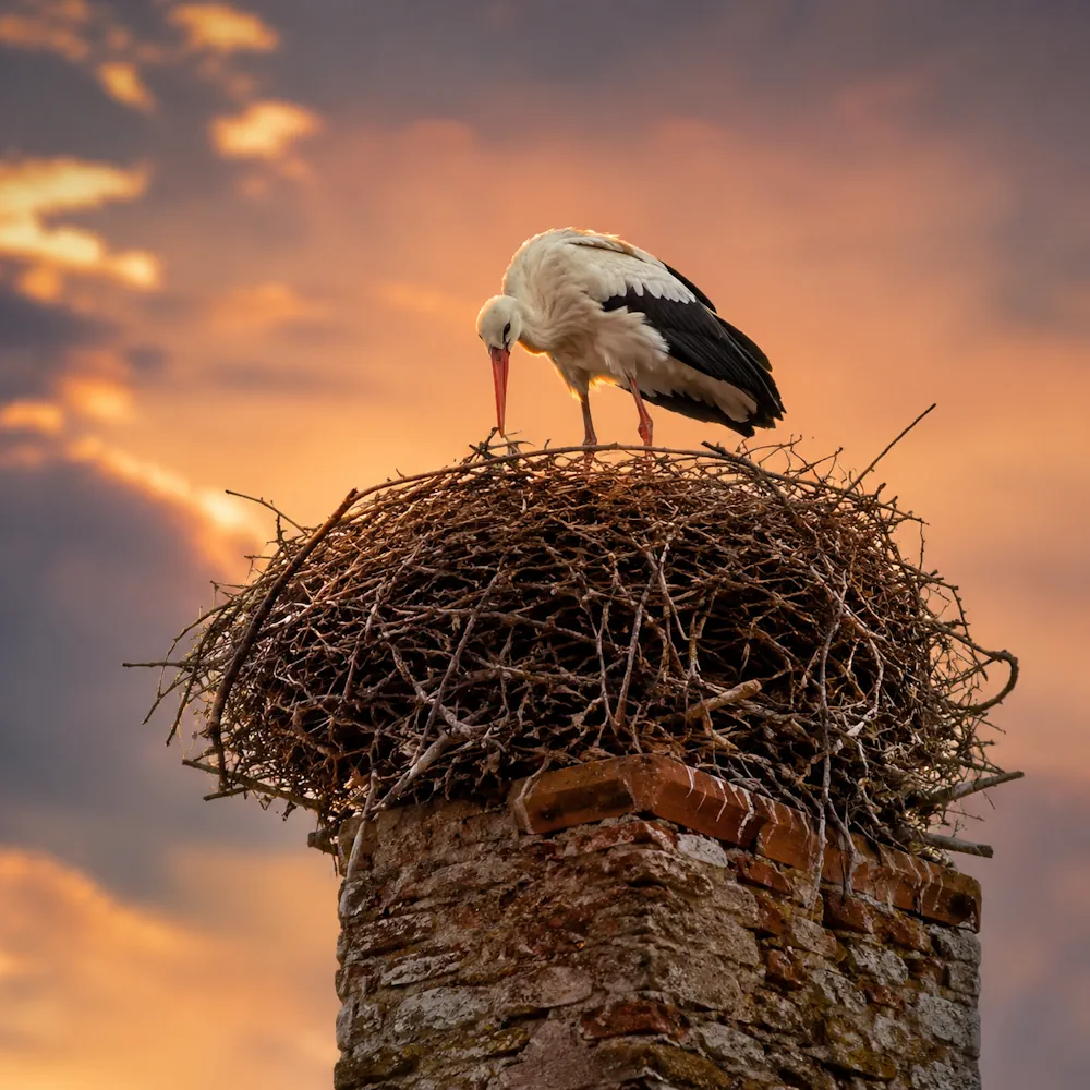 تولیدمثل، لانه‌سازی و چرخه زندگی لک‌لک (Breeding & Nesting)