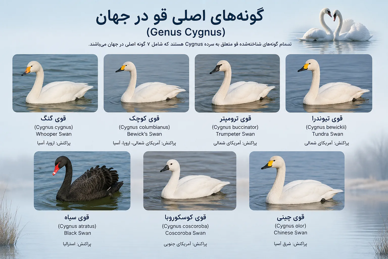 گونه‌های اصلی قو در جهان (Genus Cygnus)