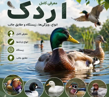 اردک