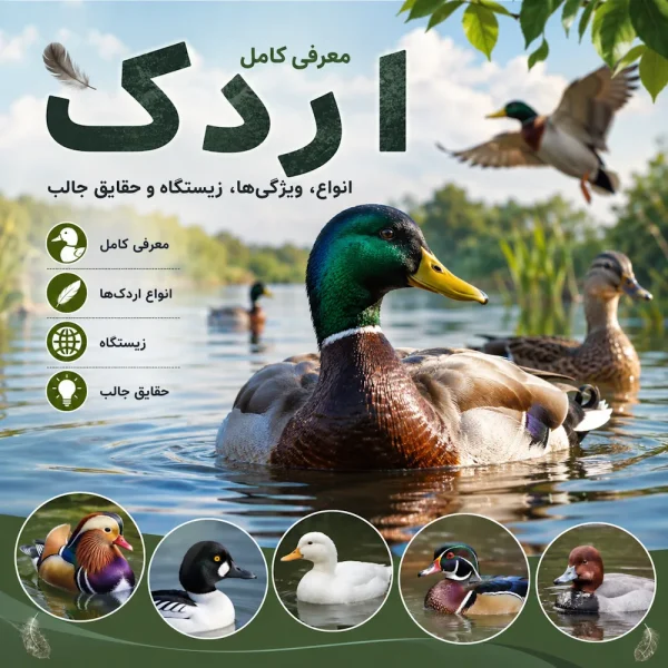 اردک