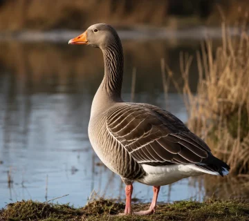 Goose 360x320