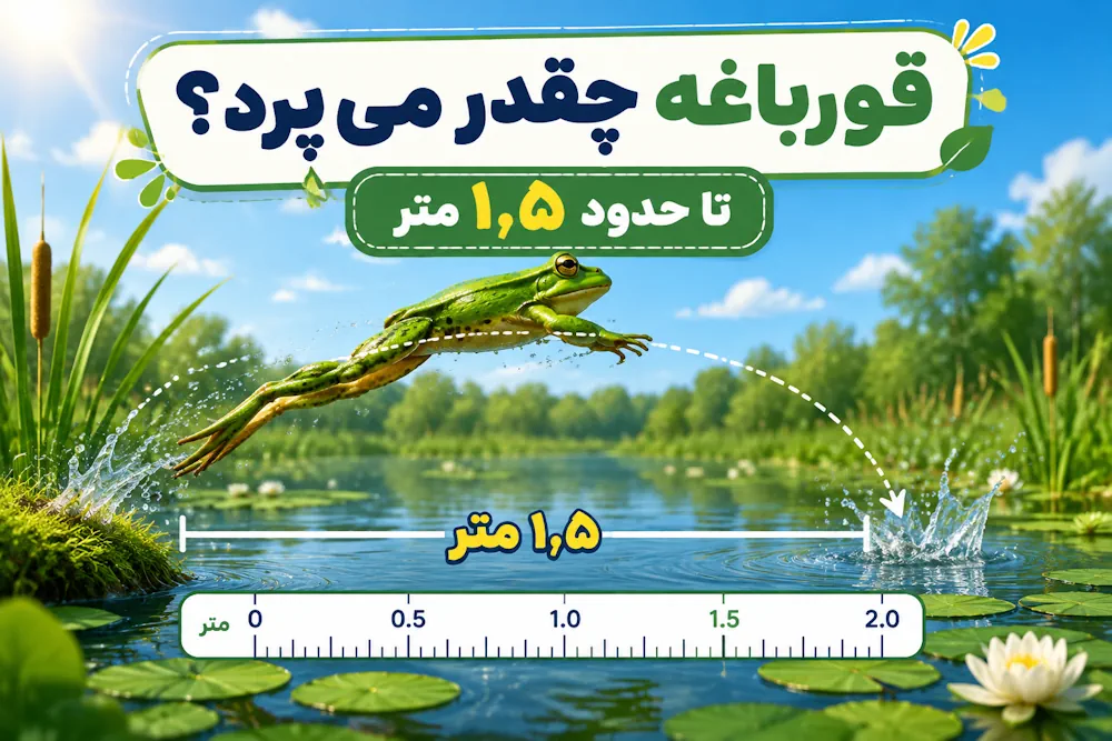 قورباغه چقدر میپرد؟