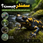 سمندر چیست