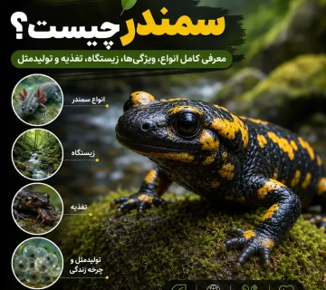 سمندر چیست